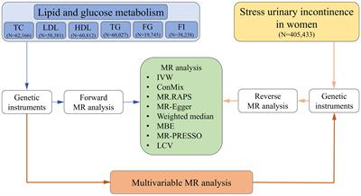 Genetic support of causal association between lipid and glucose metabolism and stress urinary incontinence in women: a bidirectional Mendelian randomization and multivariable-adjusted study